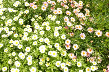 Bahçedeki güzel çiçekler     