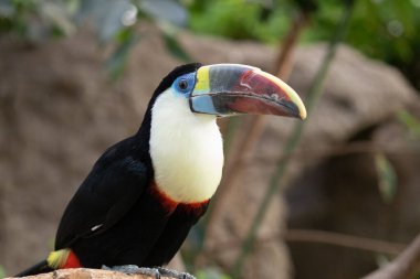 Kanal Faturalı Tukan yakın çekim görüntüsü