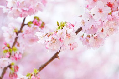 Bahçedeki güzel pembe sakura çiçekleri