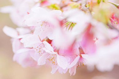 Japonya 'da kiraz çiçeği.