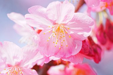 Japonya 'da pembe sakura çiçeği