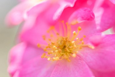 Güzel pembe gül makro pozu