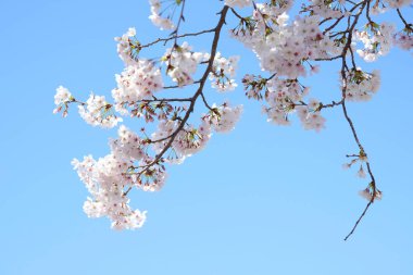 İlkbaharda açan ağaçların çiçeklerini kapat.