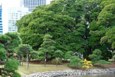 Arka planda ağaç ve bank olan bir gölet.