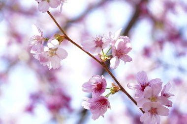 Japonya 'da kiraz çiçeği.