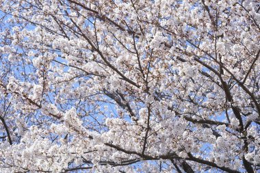 İlkbaharda açan ağaçların çiçeklerini kapat.