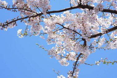 İlkbaharda açan ağaçların çiçeklerini kapat.