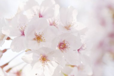 Japonya 'da güzel kiraz çiçekleri