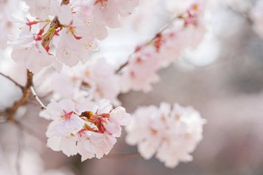 Bahar çiçekleri Bahçede çiçek açan kiraz ağacı.