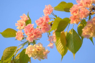 Mavi arka planda güzel pembe çiçekler