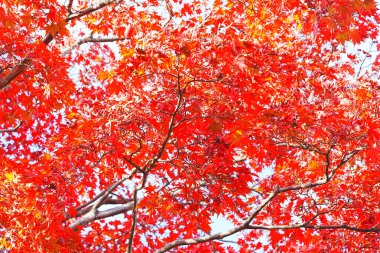 Renkli yaprakları ve ağaçları olan güzel sonbahar manzarası      