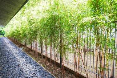 Çakıl taşlarıyla kaplı sokak boyunca büyüyen bambu bitkileri. 