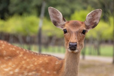 Yeşil ormandaki sevimli geyik portresi, Nara, Japonya