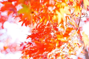 Sonbahar yaprakları arka plan, sonbahar yaprakları ve ağaçlar    