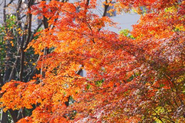 Sonbahar yaprakları arka plan, sonbahar yaprakları ve ağaçlar    