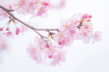 Bahçede güzel kiraz çiçekleri, yakın çekim manzarası.