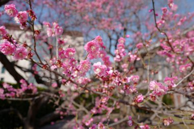 Bahçedeki güzel pembe sakura çiçekleri