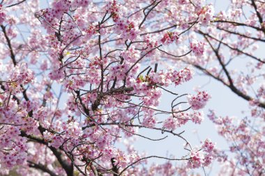 Bahçedeki güzel pembe sakura çiçekleri