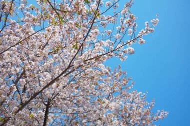 Bahar çiçekleri Bahçede çiçek açan kiraz ağacı.