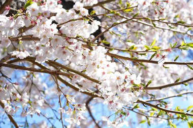 İlkbaharda açan ağaçların çiçeklerini kapat.