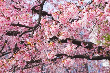 Japonya 'da kiraz çiçeği.