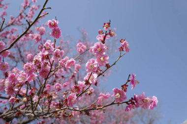 Bahçedeki güzel pembe sakura çiçekleri