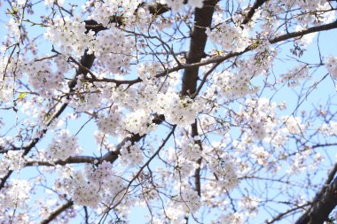 İlkbaharda açan ağaçların çiçeklerini kapat.