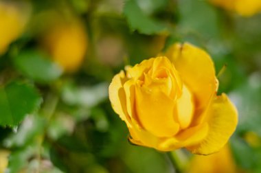 Güzel gül çiçeğinin yakın plan görüntüsü, seçici odak