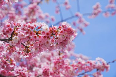 Japonya 'da kiraz çiçeği.