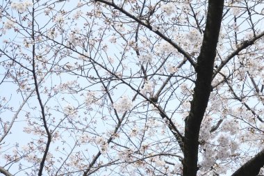 Bahar çiçekleri Bahçede çiçek açan kiraz ağacı.