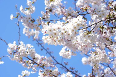 İlkbaharda açan ağaçların çiçeklerini kapat.