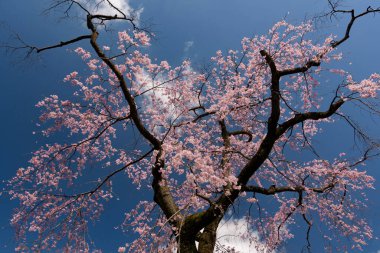 Japonya 'da güzel kiraz çiçekleri