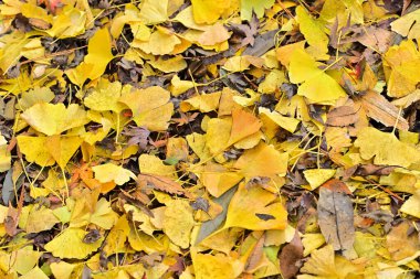 Sonbahar yaprakları arka plan, sonbahar mevsimi