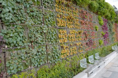 Duvarda büyüyen renkli bitki yaprakları