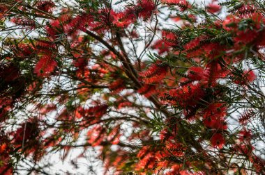Ağaçtaki kırmızı çiçekleri kapat. 