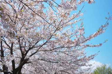 Bahar çiçekleri Bahçede çiçek açan kiraz ağacı.