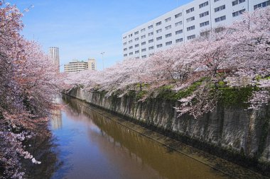 Japonya 'da kiraz çiçeği. Sakura ağaçları çiçek ve kanalda