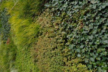 Yeşil çimen dokusu arkaplanını kapat 