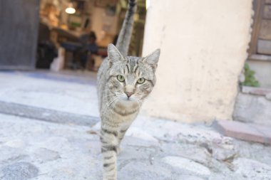Caddedeki sevimli kedi, gündüz manzaralı. 