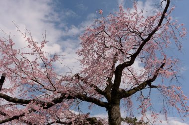 Japonya 'da güzel kiraz çiçekleri