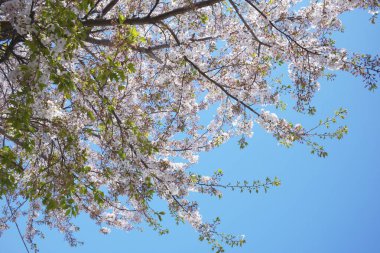 Bahar çiçekleri Bahçede çiçek açan kiraz ağacı.