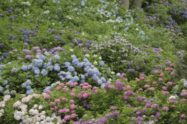 Bahçedeki güzel ortanca çiçekleri