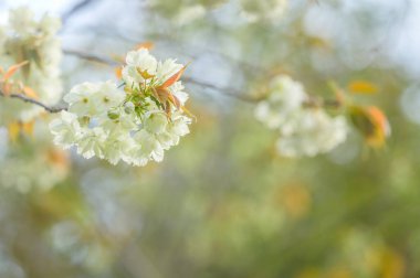 Bahar çiçekleri Bahçede çiçek açan kiraz ağacı.