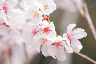 Güzel kiraz çiçekleri, sakura