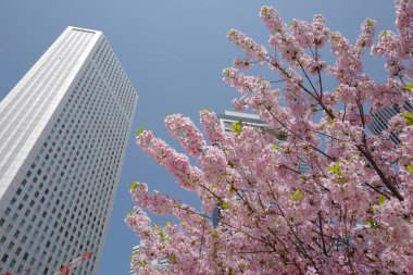 Bahçedeki güzel çiçekler modern şehir mimarisi, Japonya ve Tokyo 'ya karşı çiçek açıyor.
