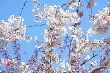 Güzel kiraz ağacının yakınında.