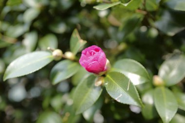 Bahçedeki güzel pembe gül çiçekleri