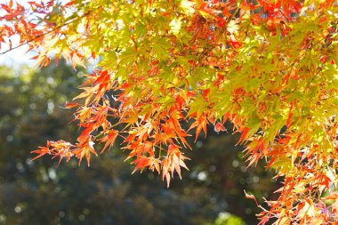 Kırmızı akçaağaç yaprakları