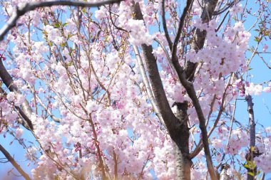 Güzel kiraz ağacının yakınında.