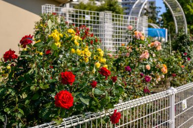 Parktaki güzel gül bahçesi